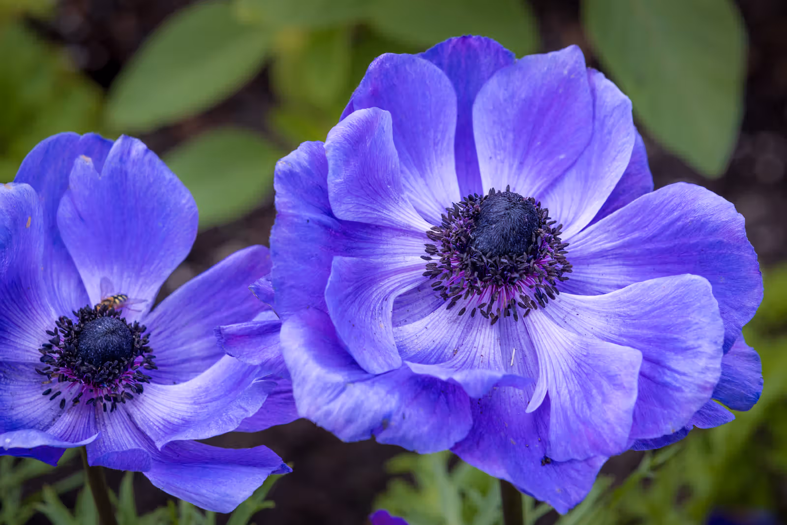 Paars-blauwe anemonen