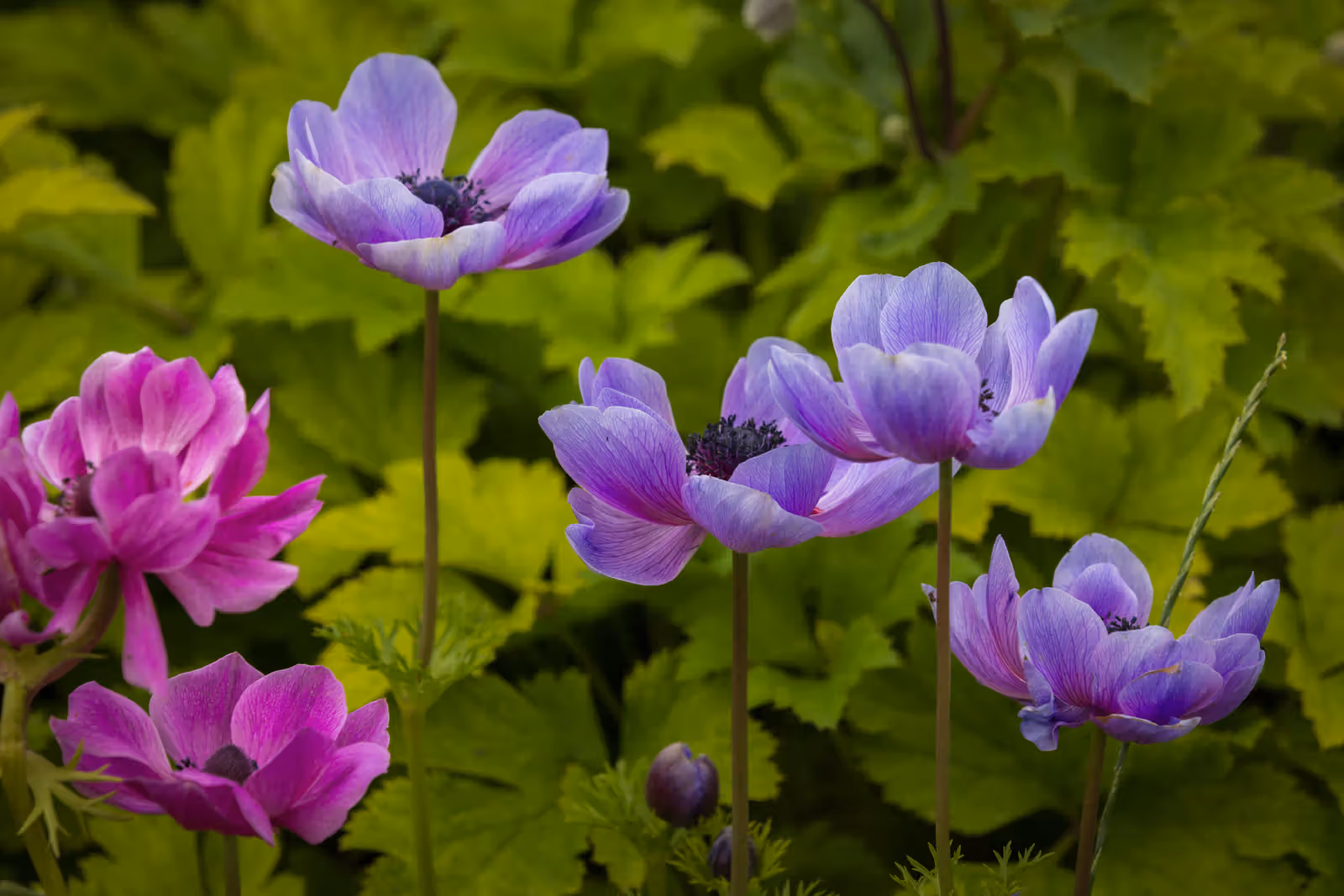 Paarse en roze bloemen