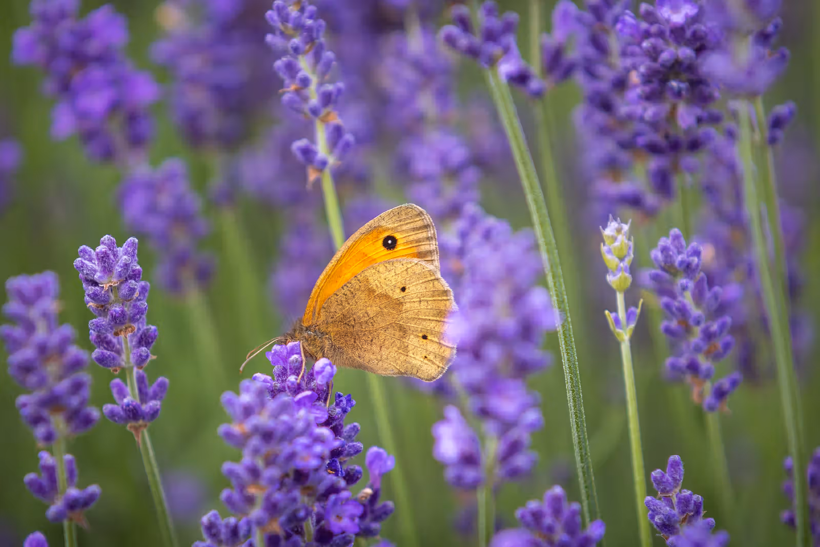 Vlinder op lavendel
