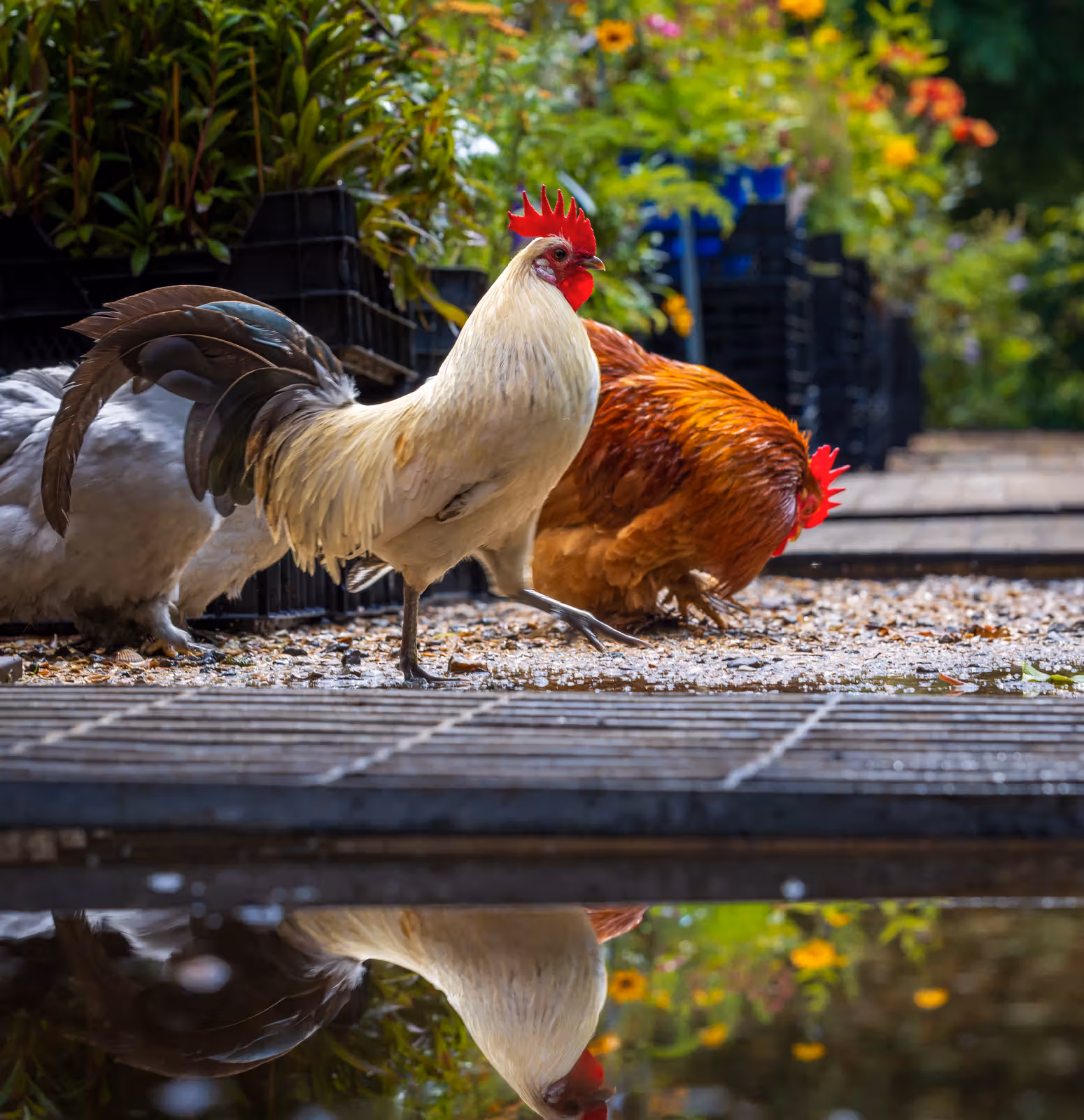 Haan en kippen in tuin