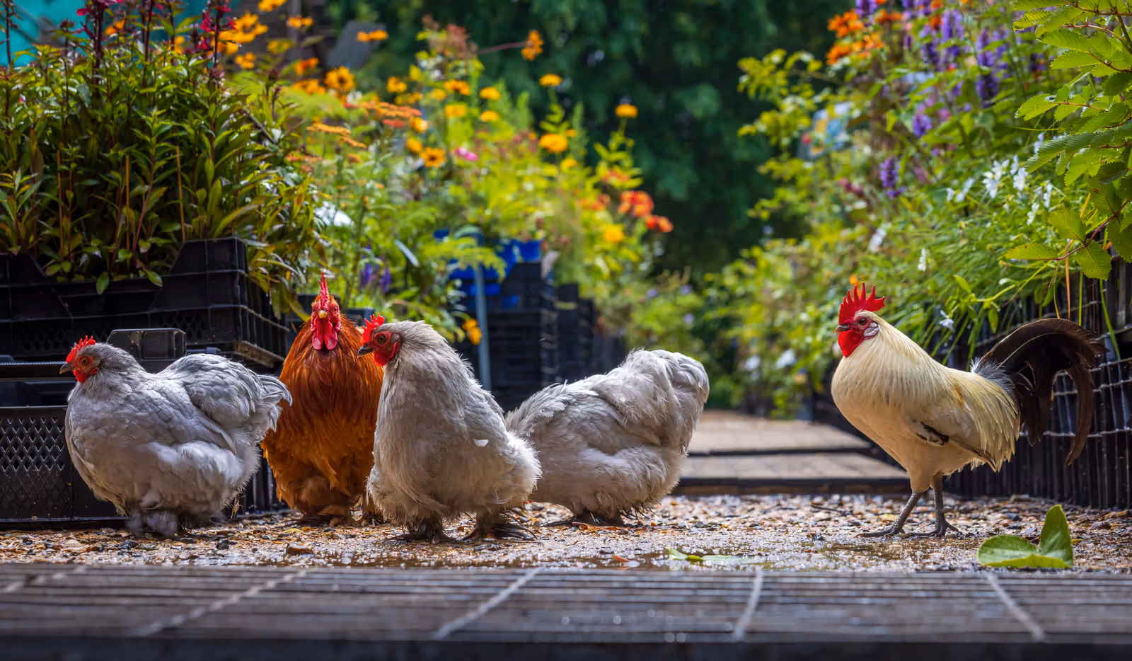 Kippen en haan tussen potplanten