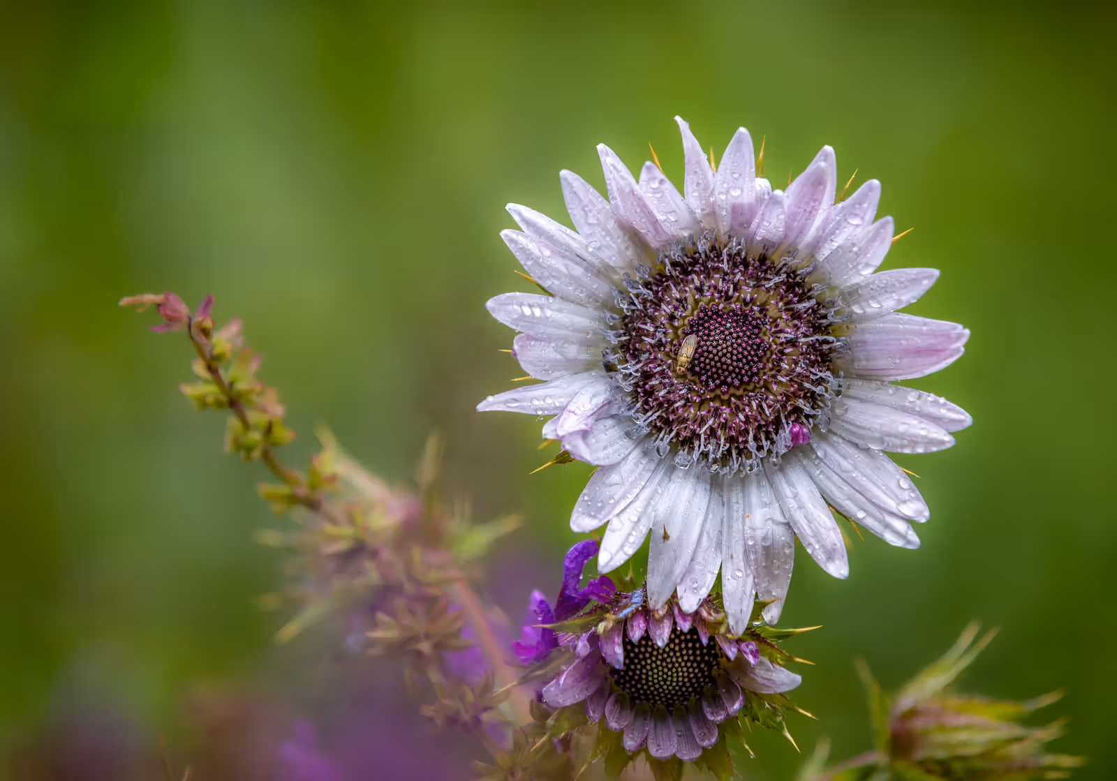 Bloem met dauwdruppels
