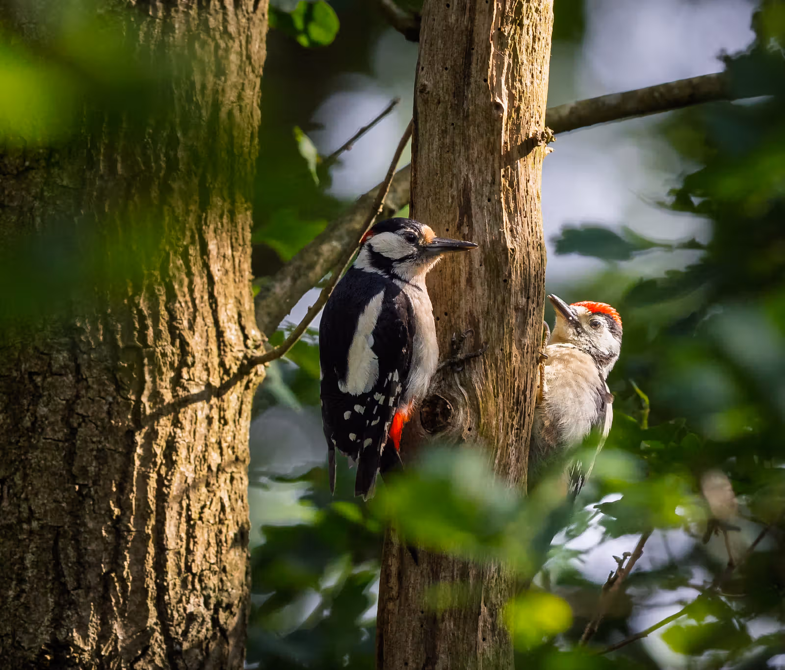 Twee spechten op boomstam