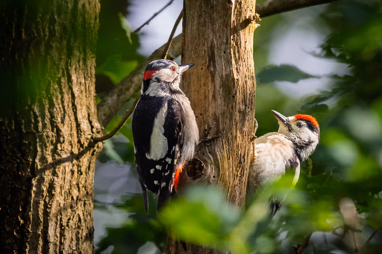 Spechten op boomstam