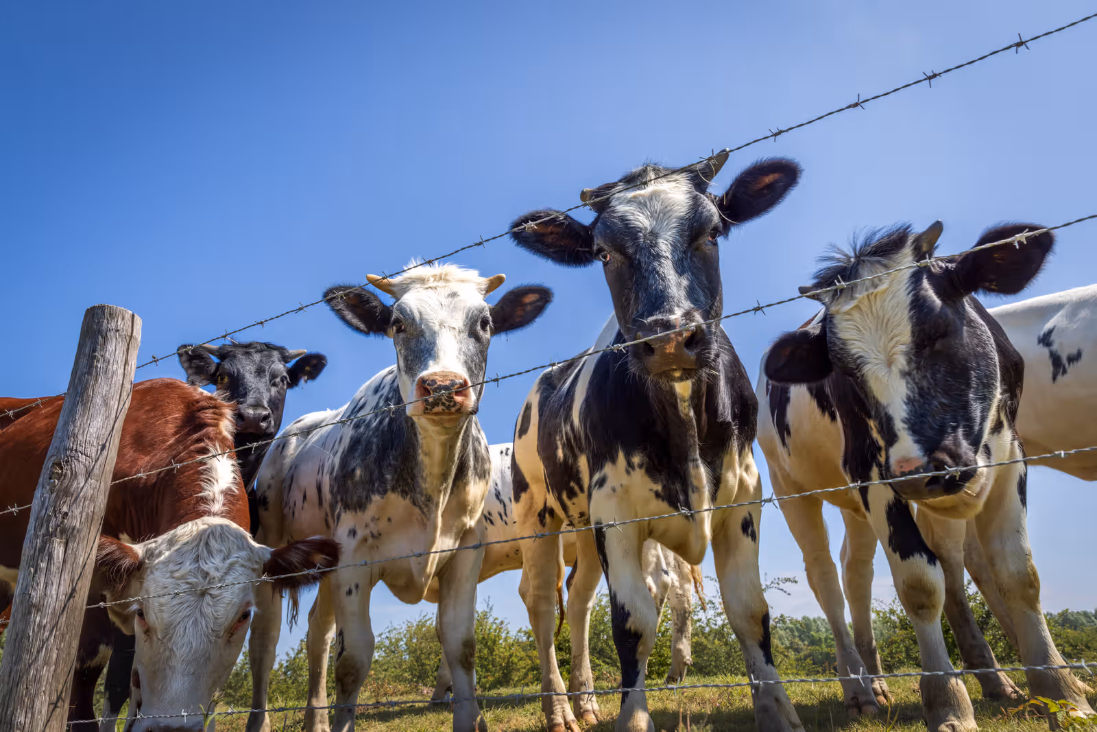 Nieuwsgierige koeien bij hek