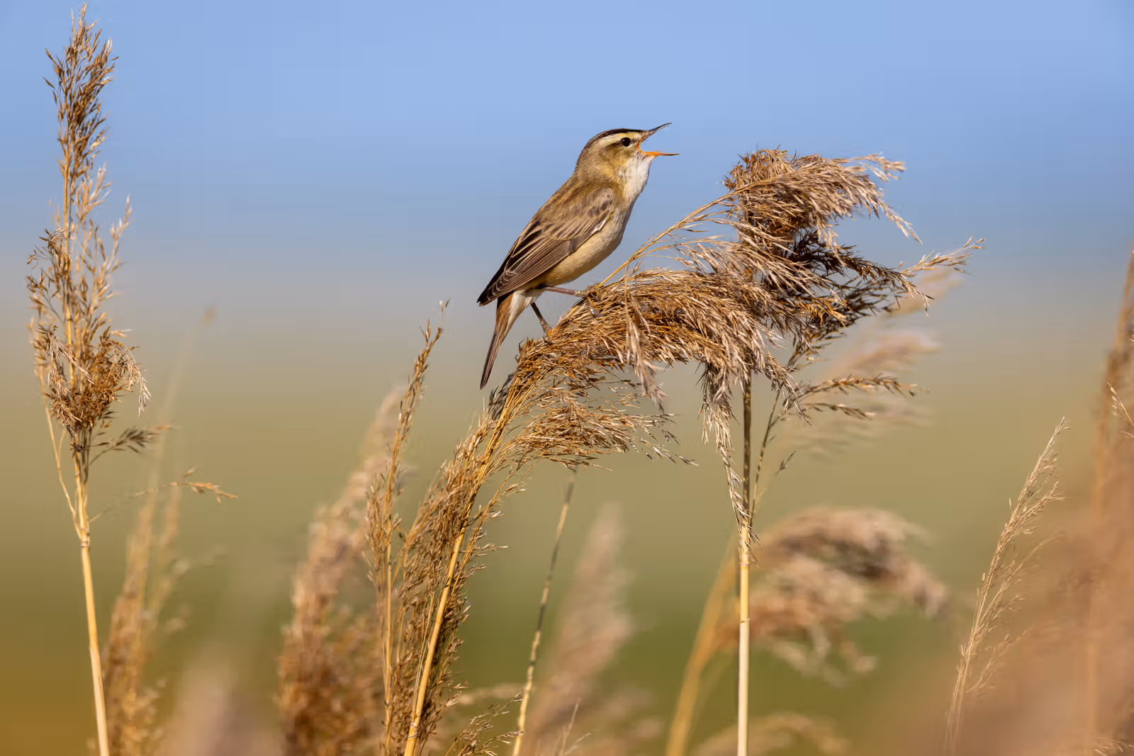 Zingende vogel op riet