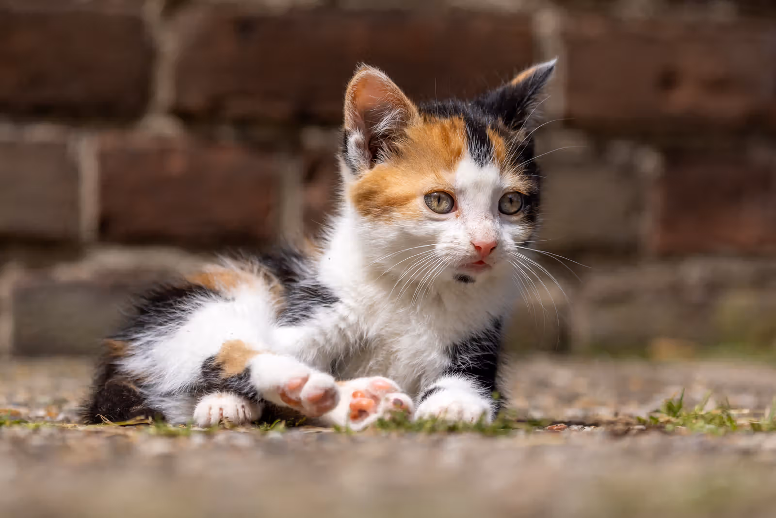 Kitten op stoep