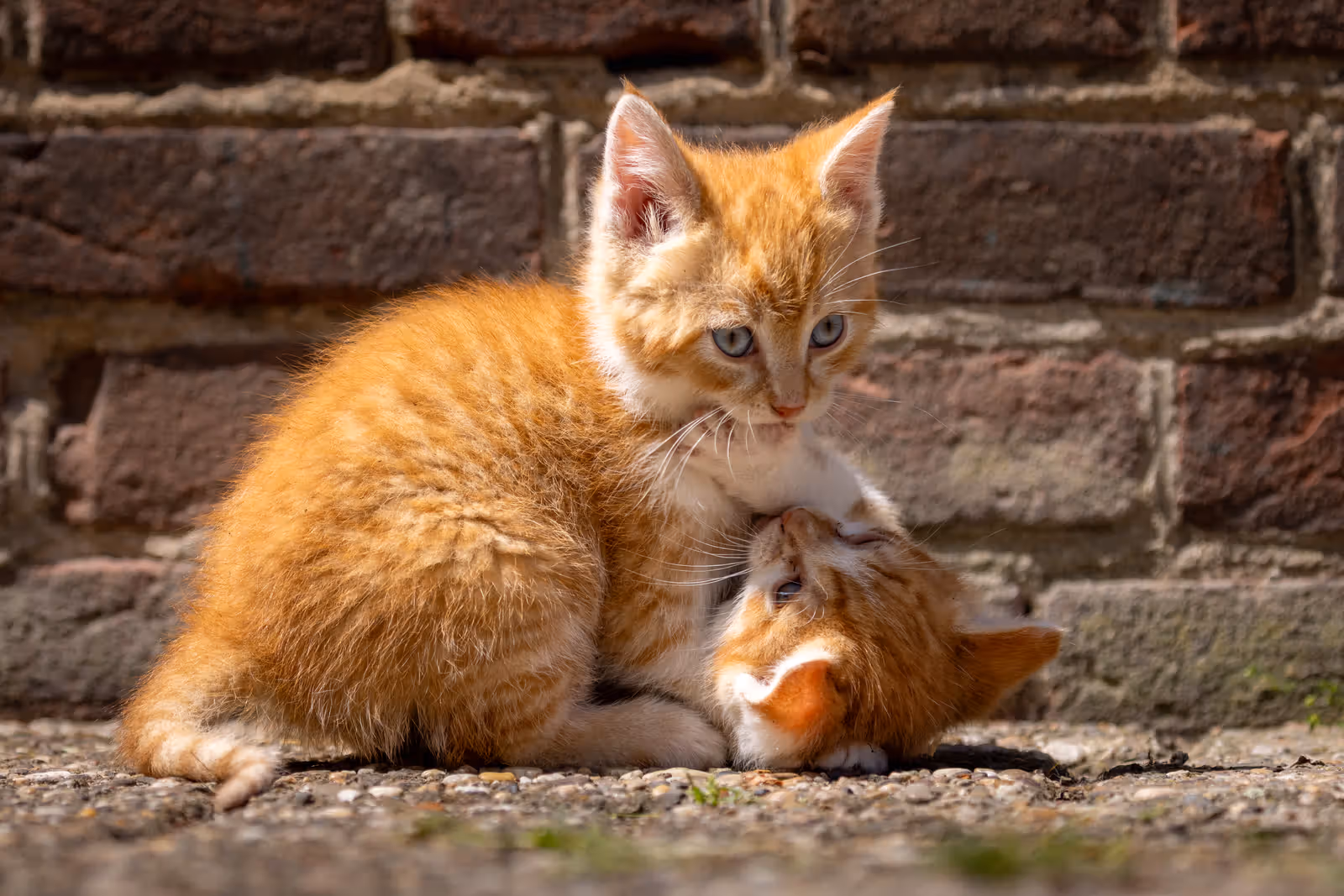 Spelende rood-witte kittens