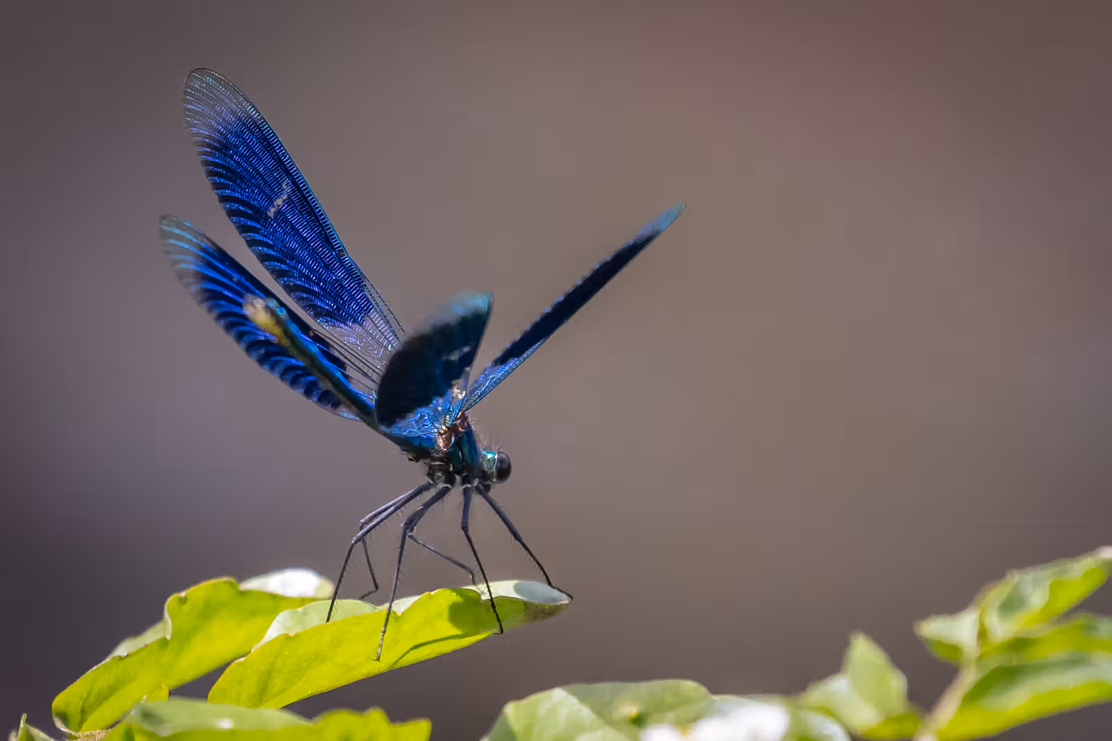 Blauwe libel op blad
