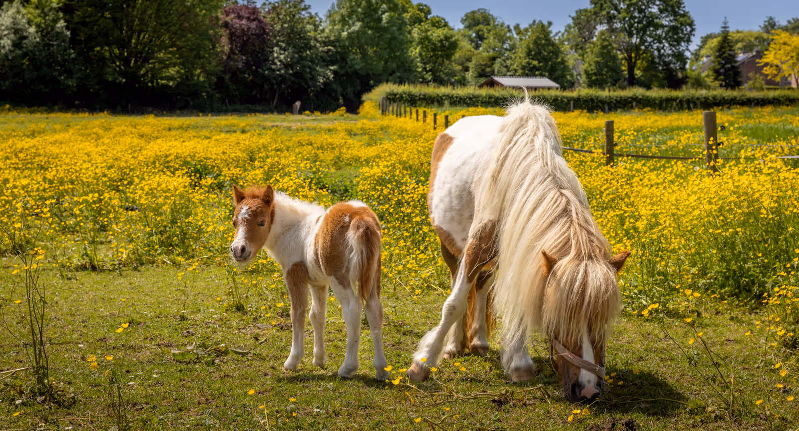 Pony en veulen in bloemenveld