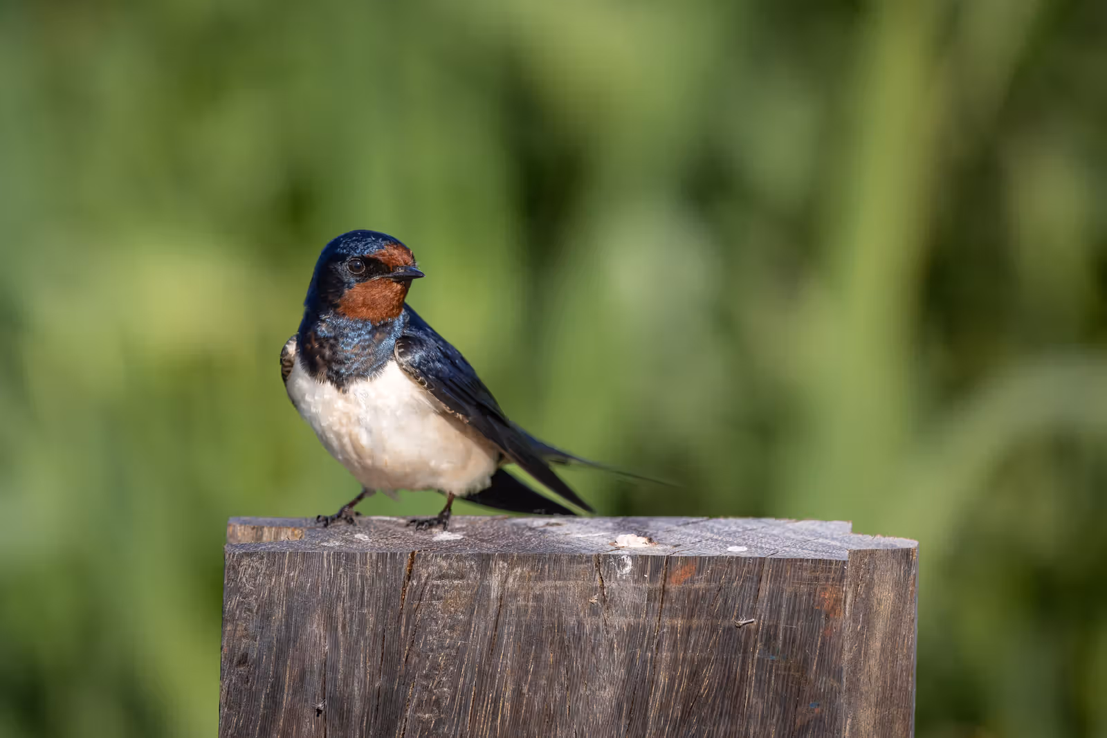 Vogel op houten paaltje