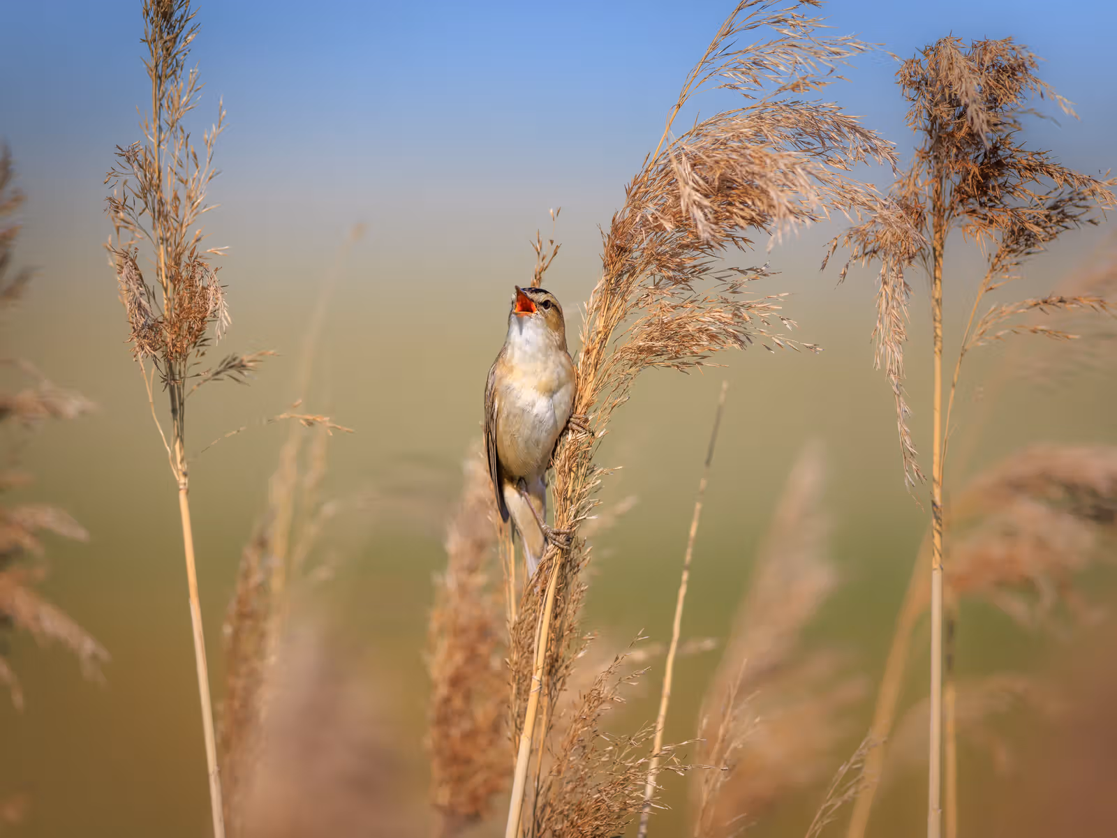 Zingende vogel in riet
