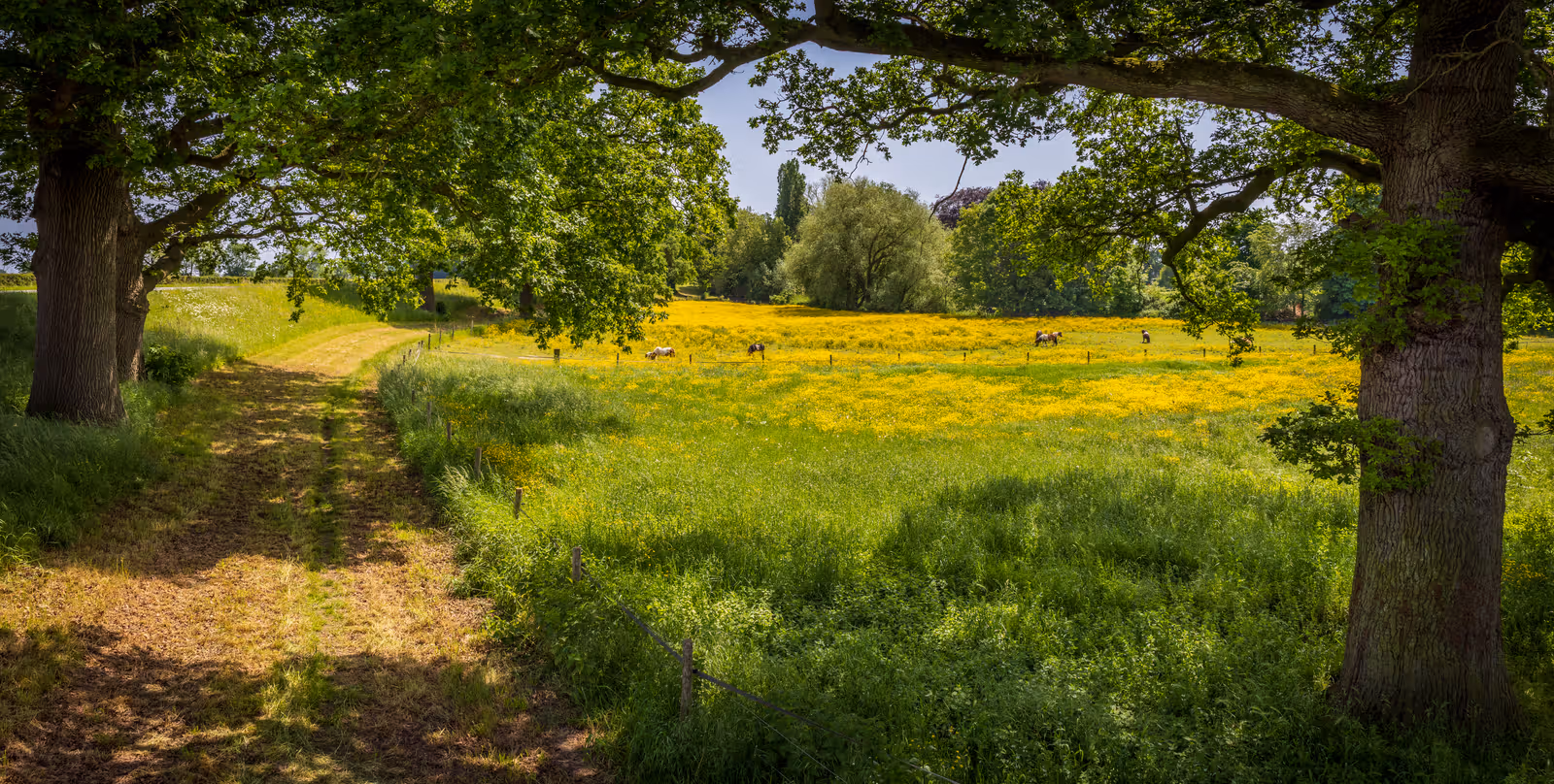 Weidepad met geel bloeiend veld