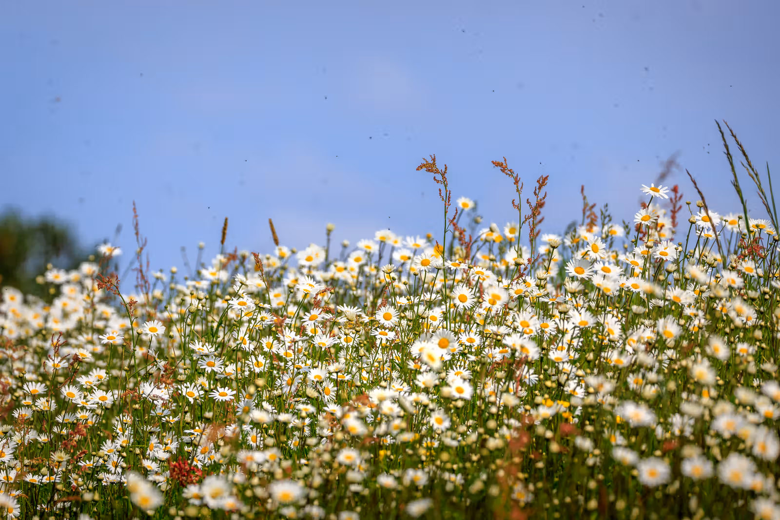Veld met madeliefjes