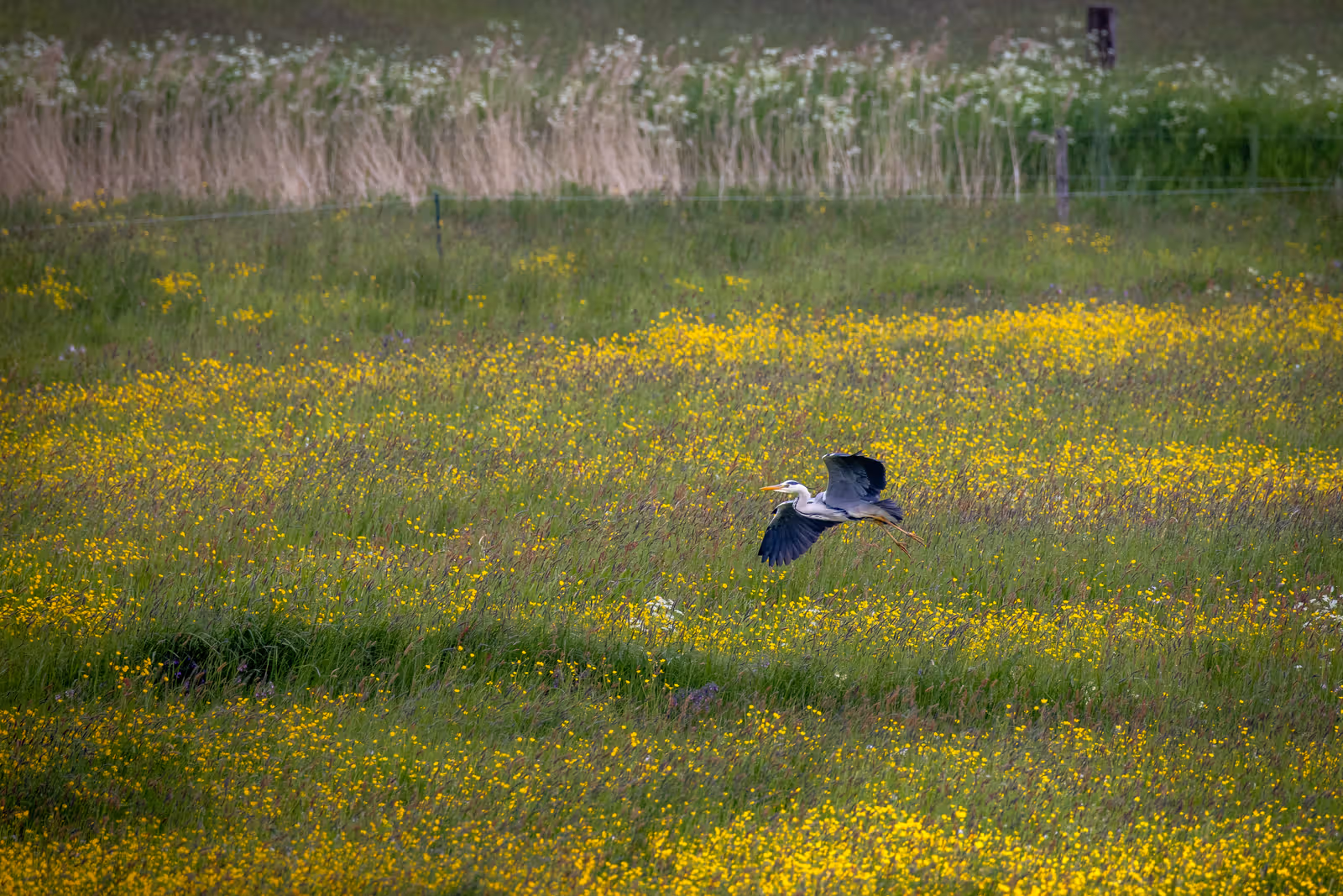 Reiger boven bloemenveld