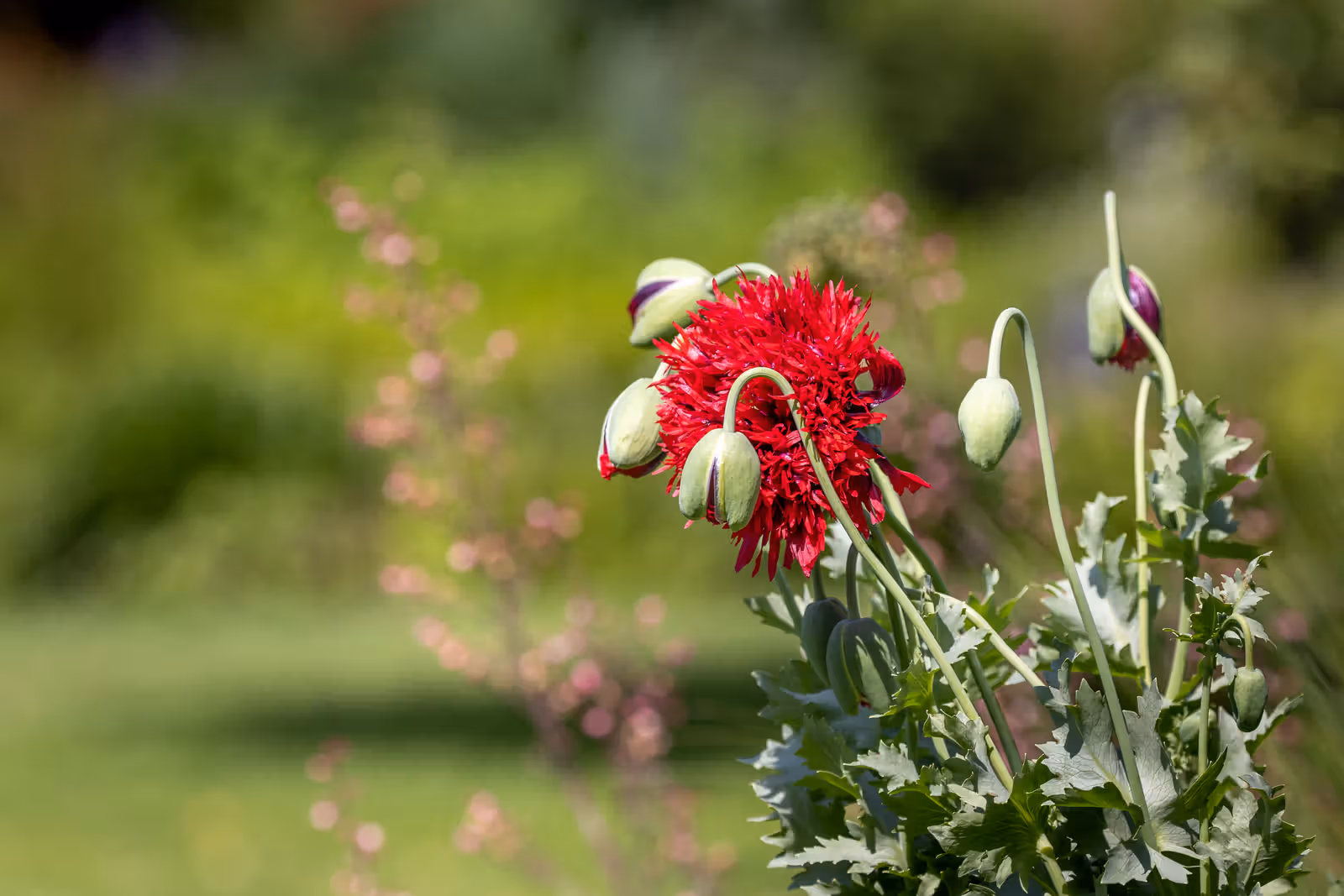 Rode tuinbloem met knoppen