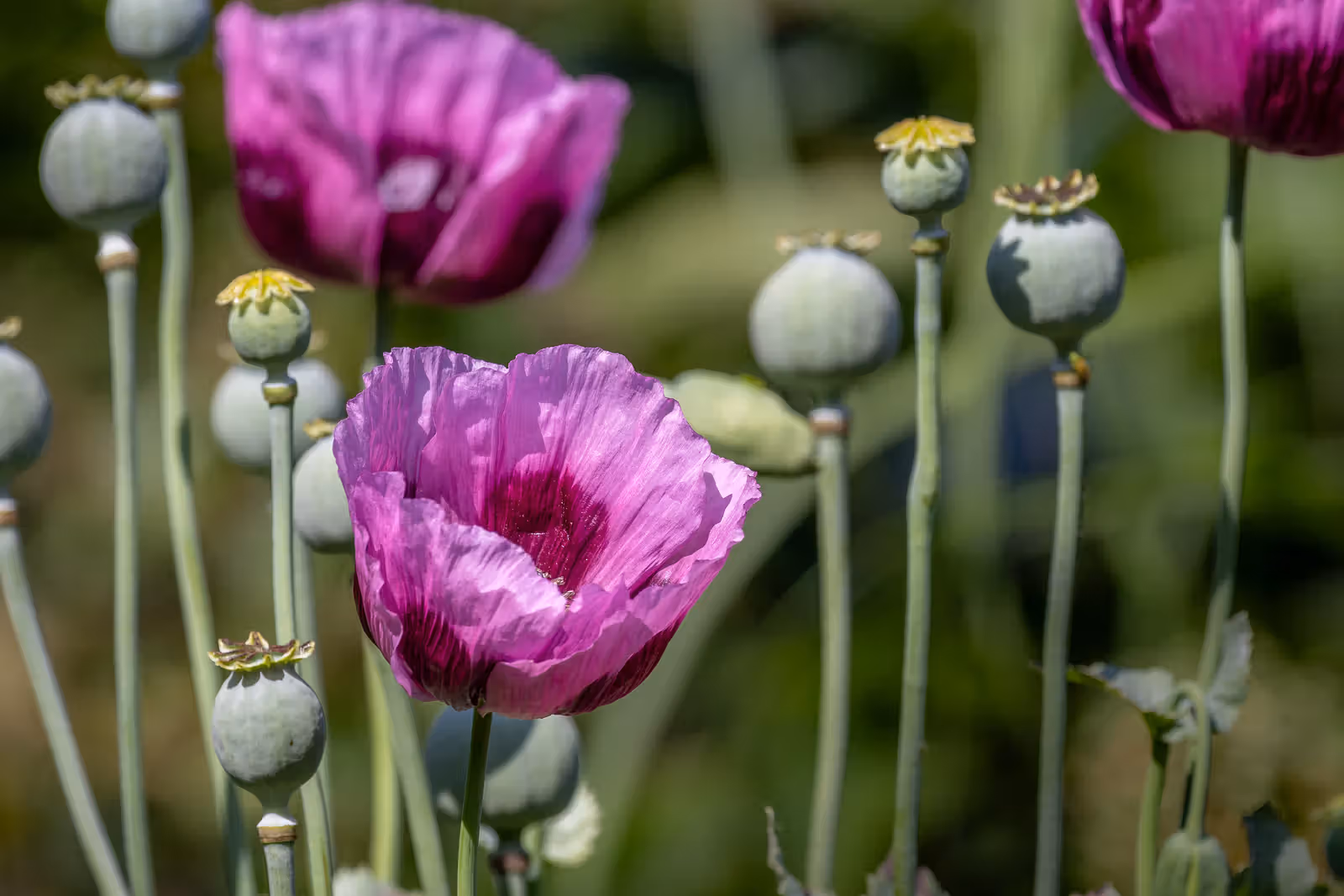 Roze papavers met zaaddozen