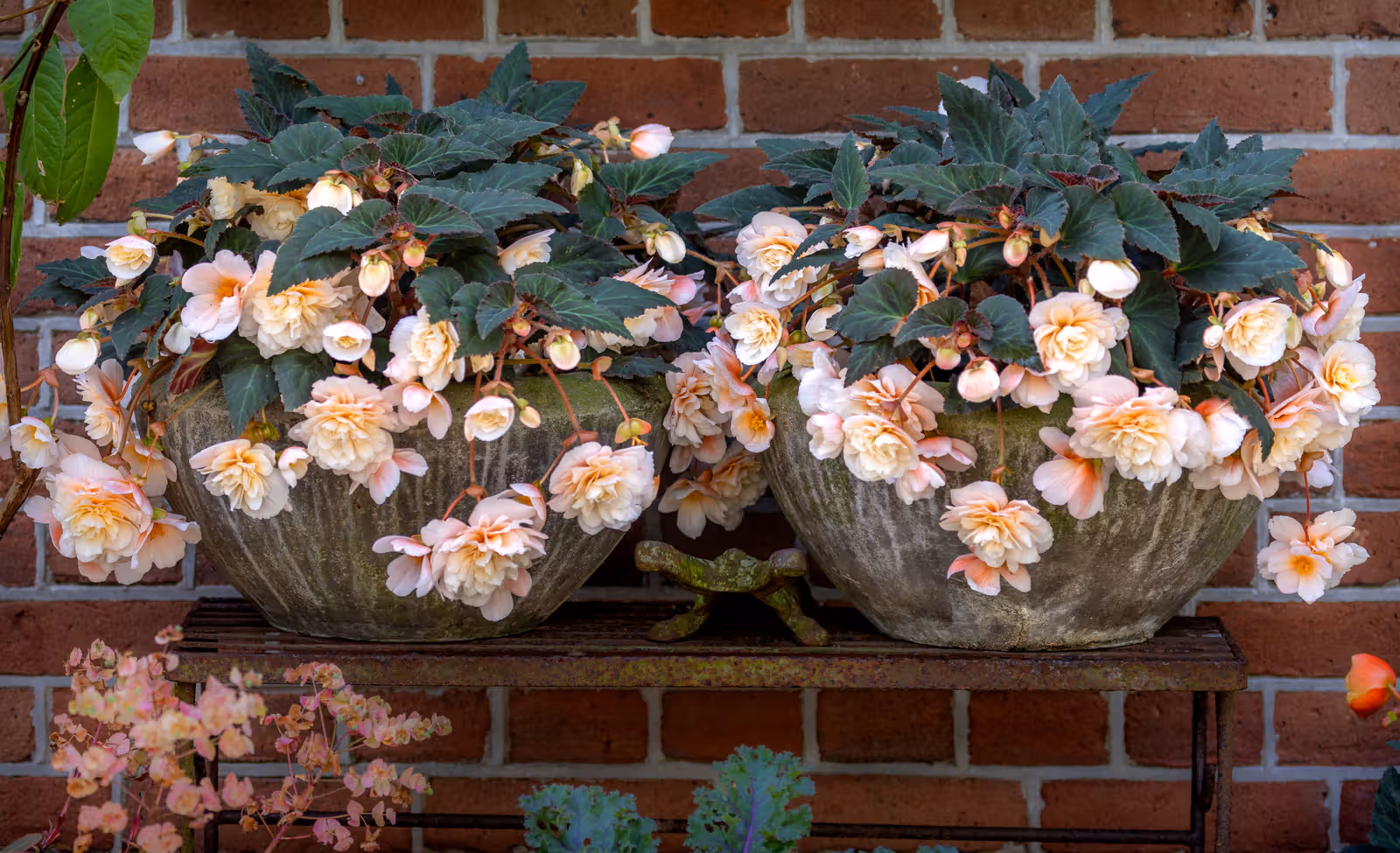 Hangende perzikkleurige begonia's in potten