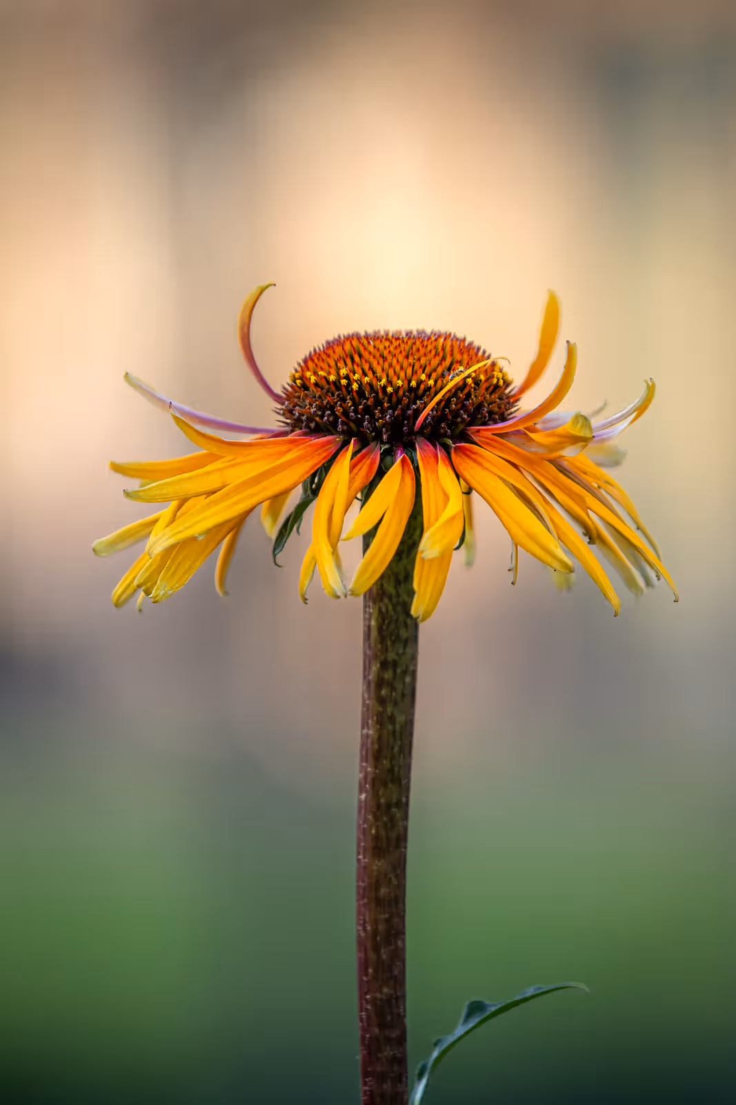 Gele zonnehoed