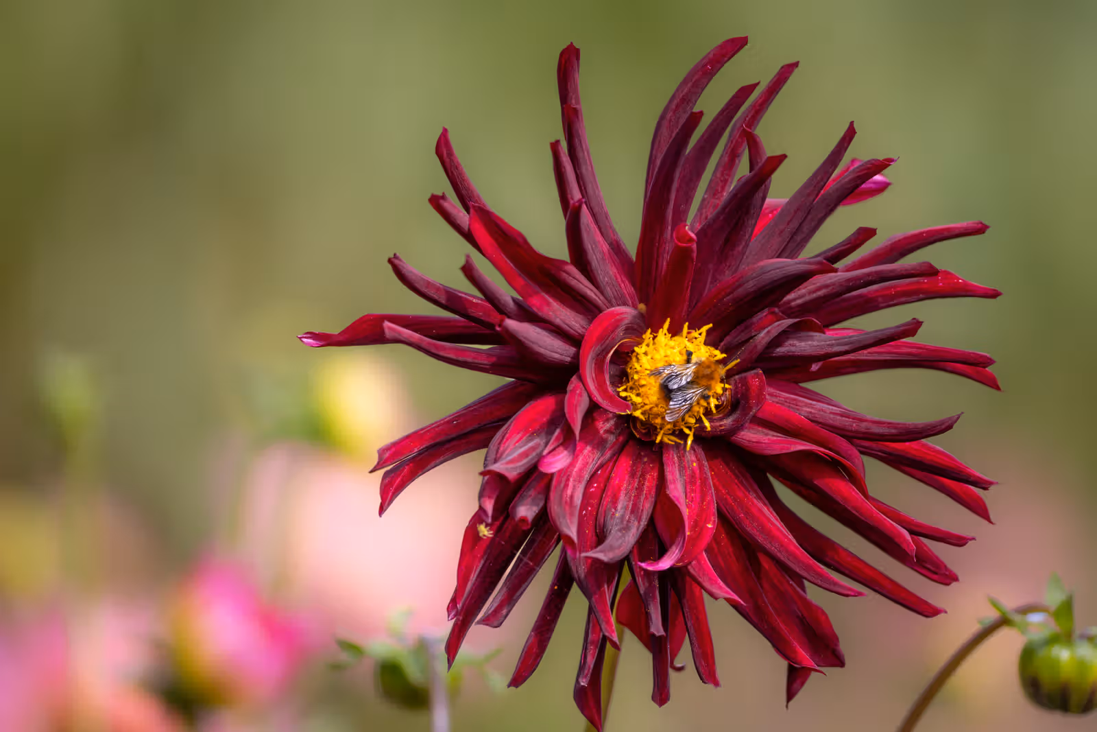 Dieprode dahlia