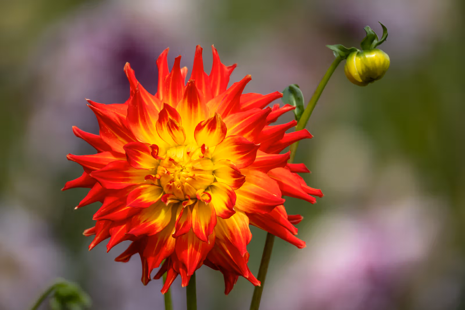 Rood-gele dahlia close-up