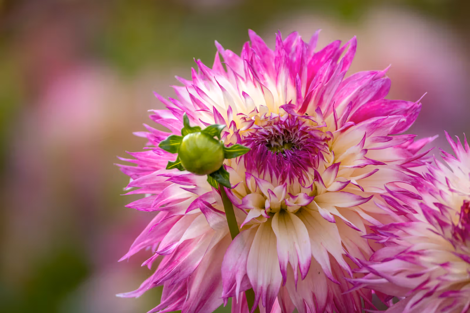 Roze-witte dahlia close-up