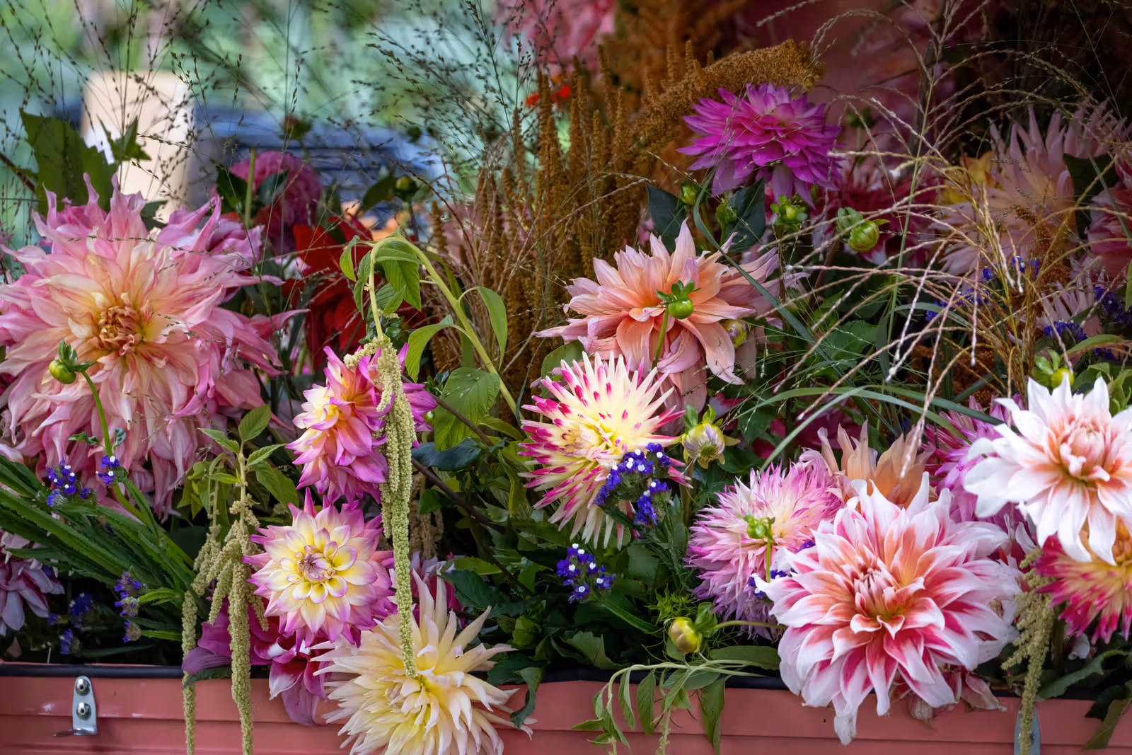 Kleurrijke dahlia's