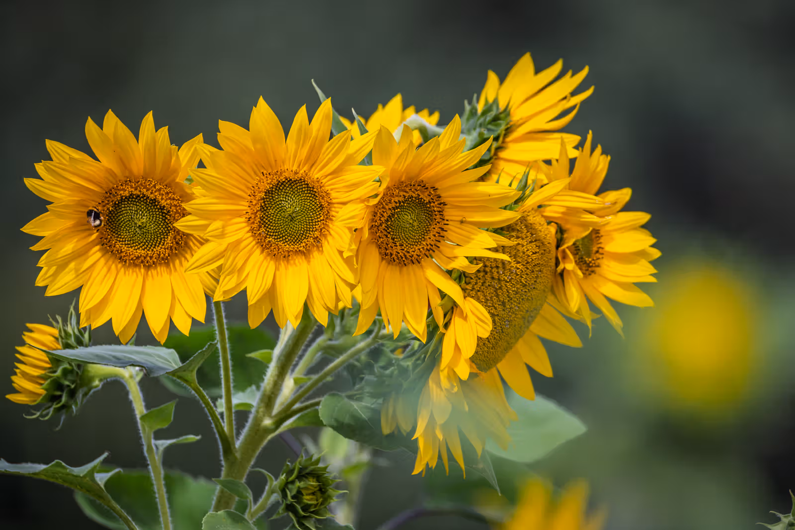 Gele zonnebloemen