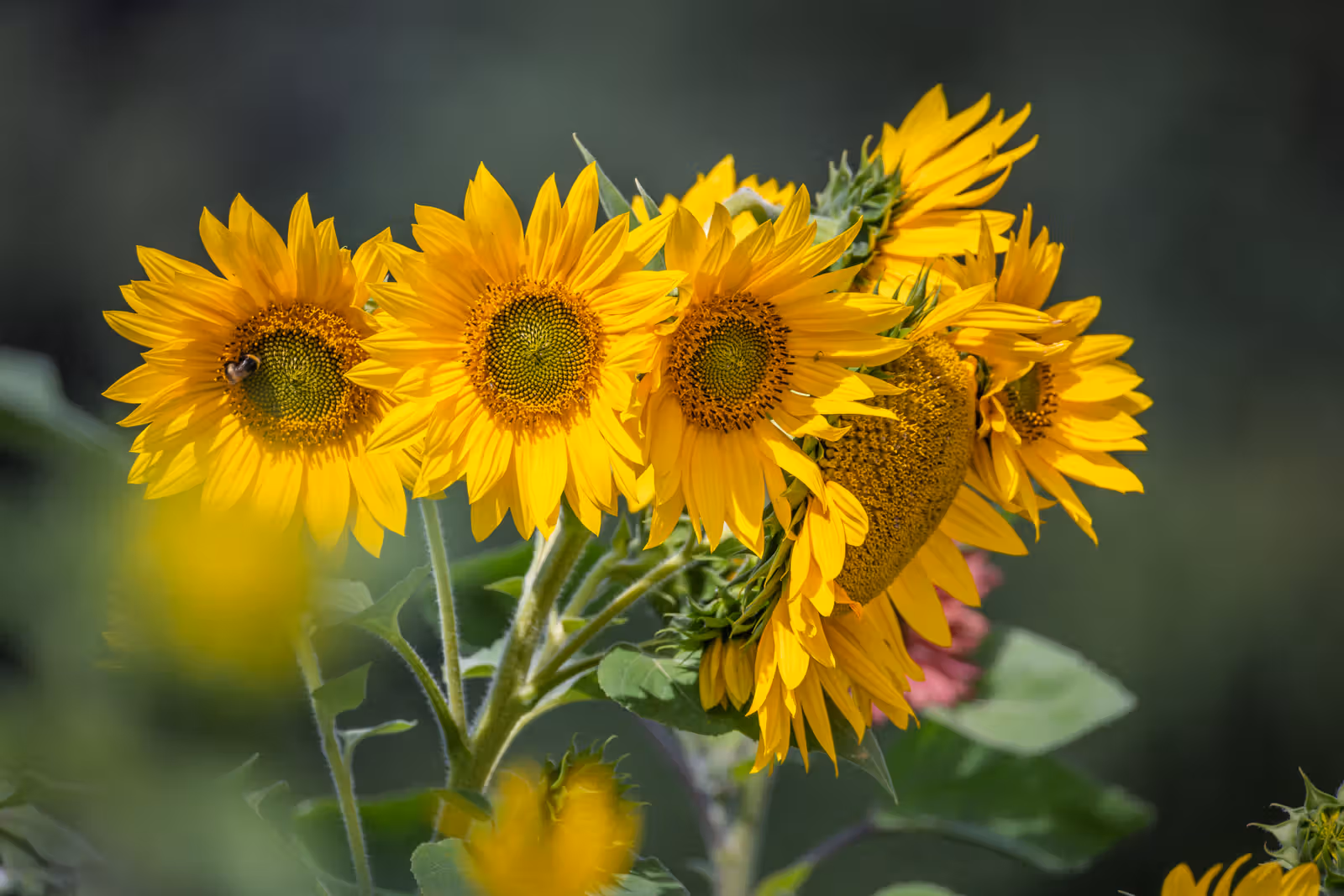 Stralende zonnebloemen