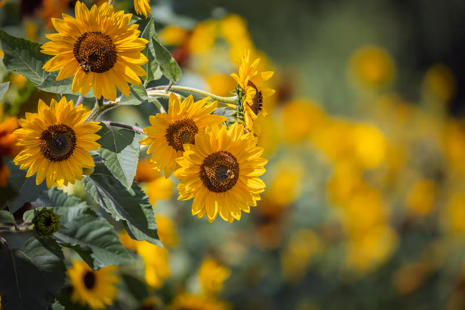 Helder gele zonnebloemen