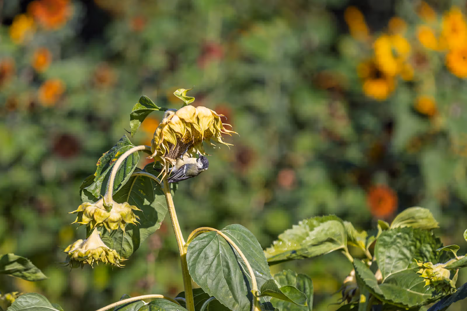 Vogeltje op uitgebloeide zonnebloem