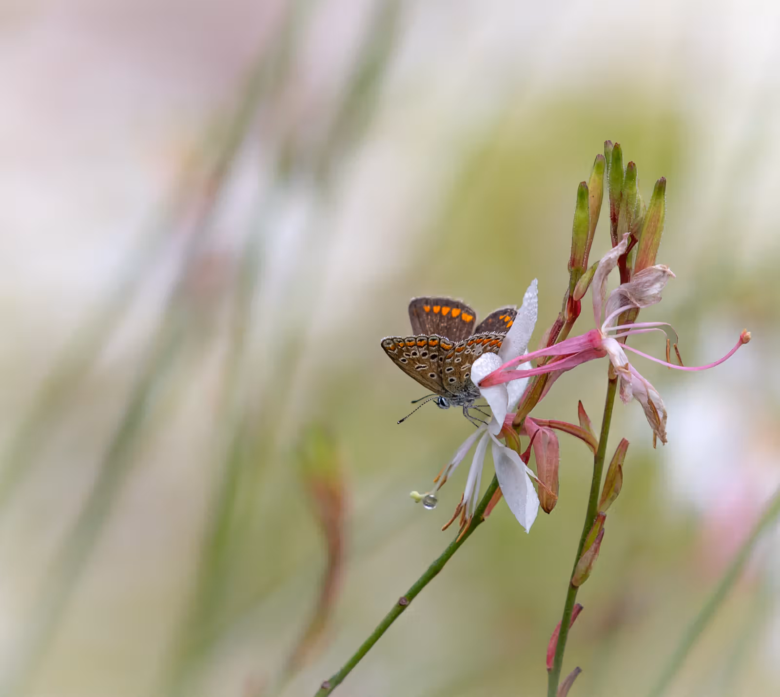 Vlinder op bloem