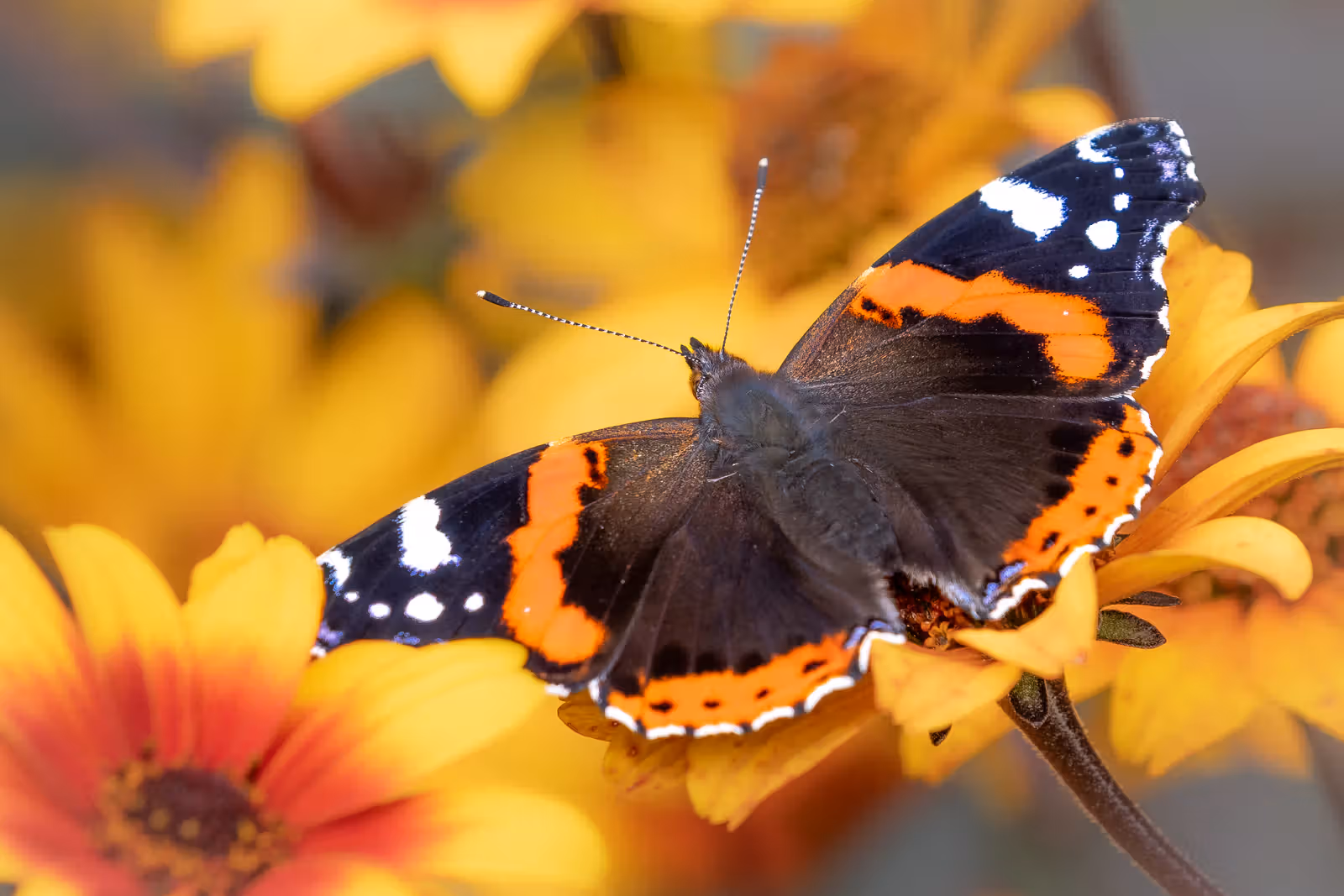 Vlinder op gele bloem