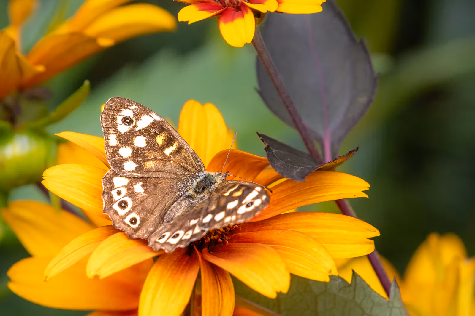 Vlinder op oranje bloem