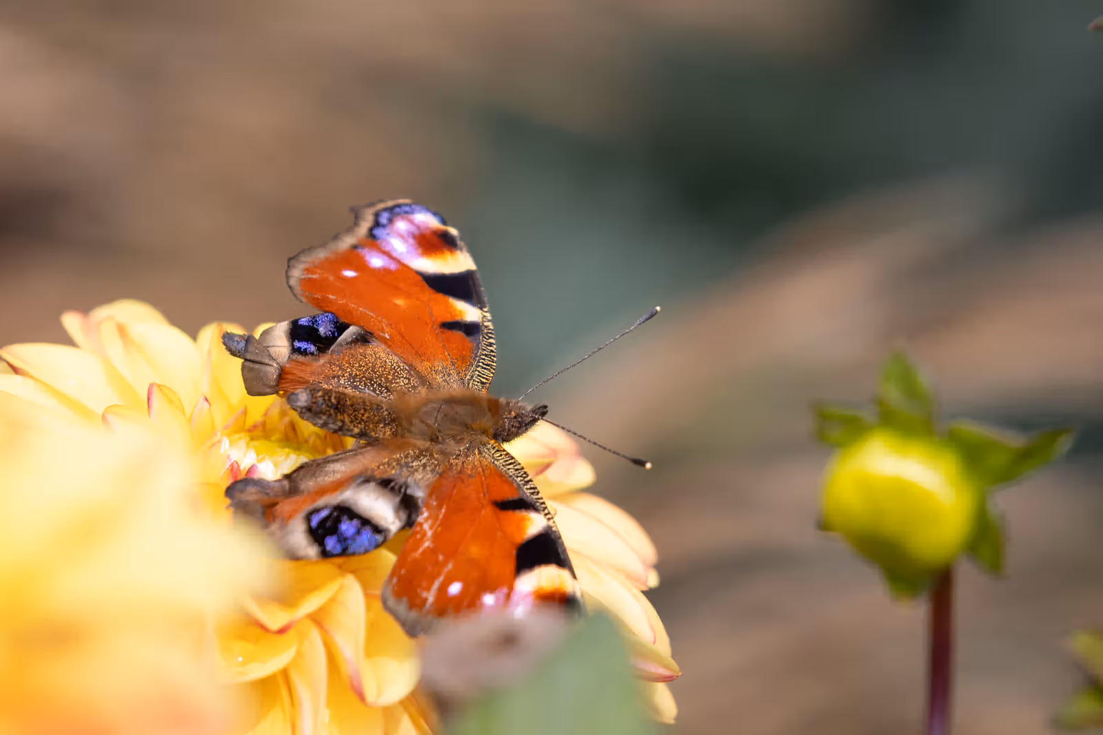 Vlinder op gele bloem